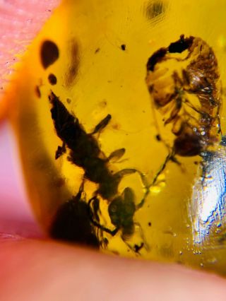 Unknown Bug&roach Larva Burmite Myanmar Burmese Amber Insect Fossil Dinosaur Age