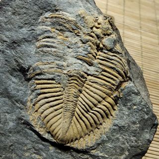 Rare Perfect Olenaspella Trilobite,  Upper Cambrian,  Mckay Group,  Bc,  Canada