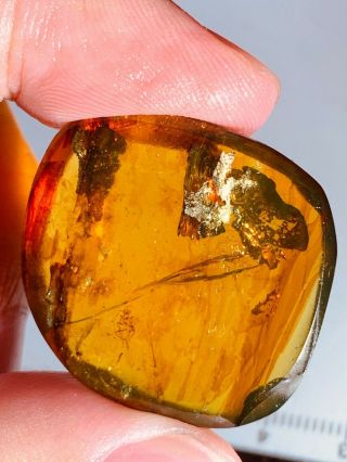 3.  7g Silver Mineral&roach Burmite Myanmar Burma Amber Insect Fossil Dinosaur Age