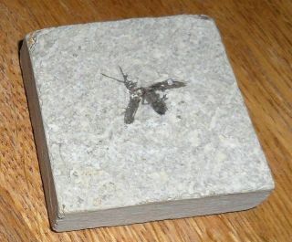 Green River Formation Fossil Bee,  Beetle Or Fly - 50 Million Years Old F35