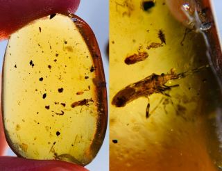 2.  7g Coreidae Bug Burmite Myanmar Burmese Amber Insect Fossil Dinosaur Age