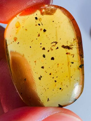 2.  7g Coreidae bug Burmite Myanmar Burmese Amber insect fossil dinosaur age 3
