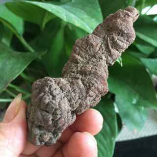 86g Top Best Rare Dinosaur Dung Coprolite Poop Ps2091
