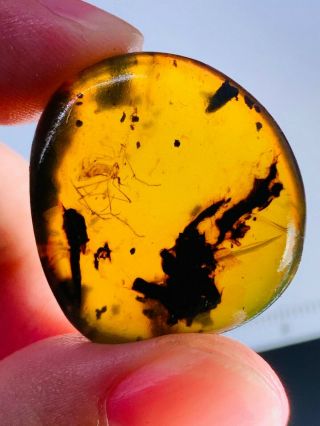 4.  5g Big Mosquito Fly&plant Burmite Myanmar Amber Insect Fossil Dinosaur Age