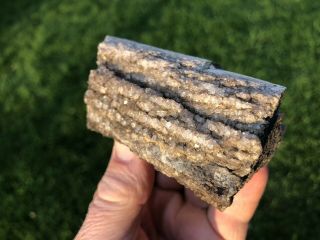 REILLY’S ROCKS: Druzy Quartz,  Smoky Quartz On Arizona Petrified Wood,  8oz 3