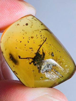 2.  37g Unknown Big Bug Burmite Myanmar Burmese Amber Insect Fossil Dinosaur Age