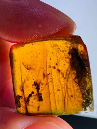 3.  05g Cicada&wasp&beetle&fly Burmite Myanmar Amber Insect Fossil Dinosaur Age