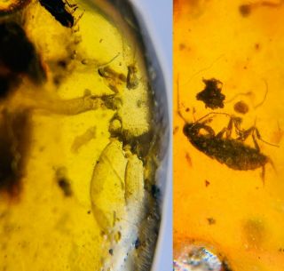 Spider Skin&roach Larva Burmite Myanmar Burmese Amber Insect Fossil Dinosaur Age