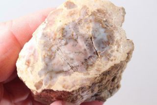 Fossil Limb Cast 6.  3 Oz Windowed Rough Specimen
