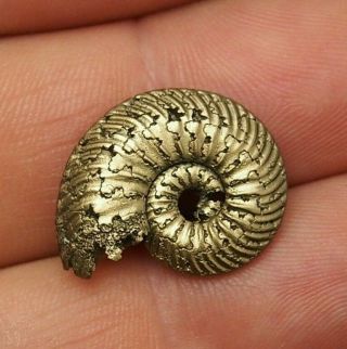 22mm Quenstedtoceras Pyrite Ammonite Fossils Fossilien Russia Pendant Gold