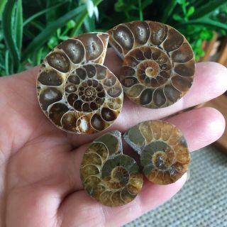 48g 2pairs Of Small Split Ammonite Specimen Shell Healing Madagascar Ps2135