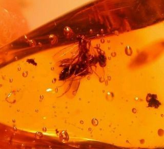 Wasp With Large Eyes,  Fly In Authentic Dominican Amber Fossil Gemstone