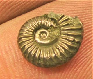 Stunning Golden Polymorphites 11mm Jurassic Pyrite Ammonite Fossil Uk Gold Cute