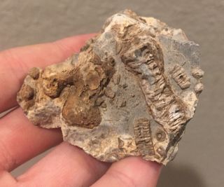 Texas Fossil Crinoid Plate Pennsylvanian Trilobite Fossil Age