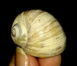 Sea Shell Fossil,  Gastropoda,  Naticidae From Java,  Indonesia,  30mm
