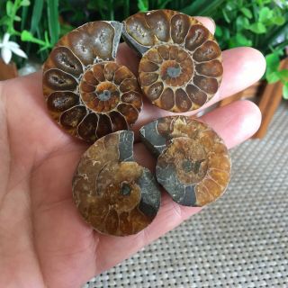 39g 2pairs Of Small Split Ammonite Specimen Shell Healing Madagascar Ps2130
