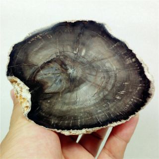 3.  8 " 182g Delicate Black Petrified Wood Fossil Slice Display Madagascar Y1626