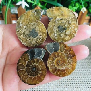 48g 2pairs Of Small Split Ammonite Specimen Shell Healing Madagascar Ps2113