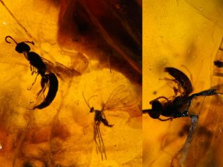 2 Wasp Bee&mosquito Fly Burmite Myanmar Burmese Amber Insect Fossil Dinosaur Age