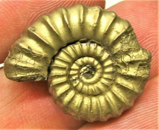 Stunning Large Golden Promicroceras 24mm Jurassic Pyrite Ammonite Fossil Uk Gold