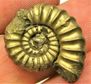 Stunning large golden Promicroceras 24mm Jurassic pyrite ammonite fossil UK gold 3