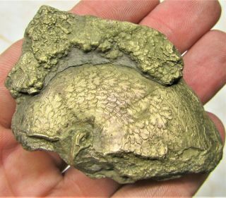Stunning Large Oxynoticeras Pyrite Ammonite 67 Mm Jurassic Coast Fossil Uk Gift