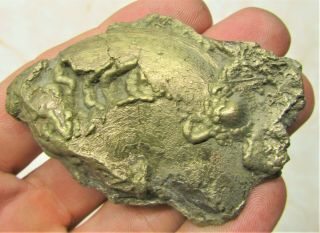 Stunning large Oxynoticeras pyrite ammonite 67 mm Jurassic Coast fossil UK gift 2