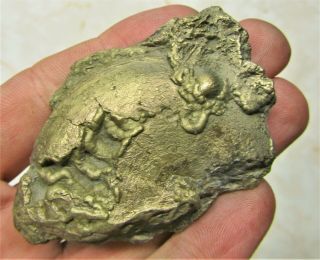 Stunning large Oxynoticeras pyrite ammonite 67 mm Jurassic Coast fossil UK gift 3