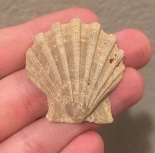 Virginia Fossil Bivalve Chlamys Edgecombensis Miocene Megalodon Fossil Age