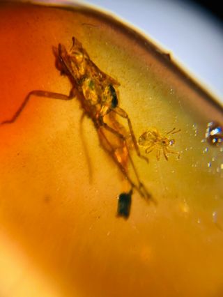 Spider&cicada Larva Burmite Myanmar Burmese Amber Insect Fossil Dinosaur Age
