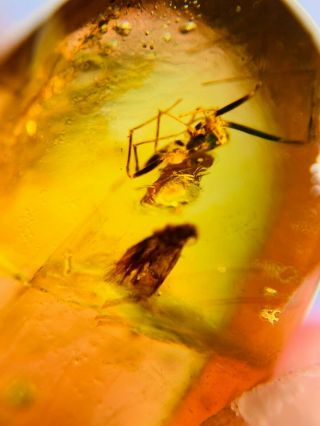 Long Legs Spider&moth Burmite Myanmar Burmese Amber Insect Fossil Dinosaur Age