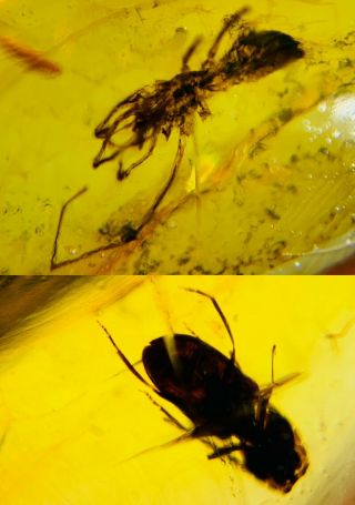 Unique Spider&beetle Burmite Myanmar Burmese Amber Insect Fossil Dinosaur Age