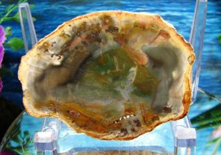 Petrified Wood Complete Round Slab W/bark Chromium Forest - Green Salmon Gold