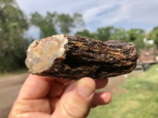 Reilly’s Rocks: Unique Limb Cast Or Root,  Arizona Petrified Wood,  4.  5 Oz.