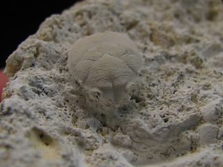 Fossils Crabs Petrolisthes Magnus