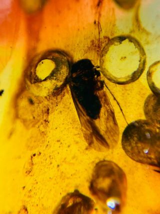 Unknown Fly&plant Spores Burmite Myanmar Burma Amber Insect Fossil Dinosaur Age