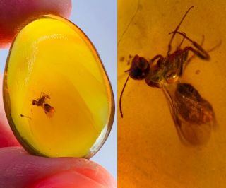 2.  6g Hymenoptera Wasp Bee Burmite Myanmar Burma Amber Insect Fossil Dinosaur Age