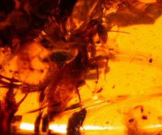 Cockroach,  Fly In Burmite Burmese Amber Fossil Gemstone Dinosaur Age