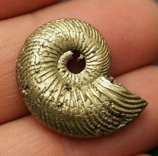 28mm Quenstedtoceras Pyrite Ammonite Fossils Fossilien Russia Pendant Golden