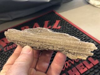 Reilly’s Rocks: Druzy Quartz On Arizona Petrified Wood
