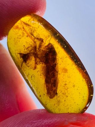 1.  42g Big Adult Roach Burmite Myanmar Burmese Amber Insect Fossil Dinosaur Age