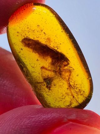 1.  42g big adult roach Burmite Myanmar Burmese Amber insect fossil dinosaur age 2
