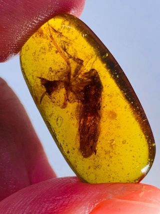 1.  42g big adult roach Burmite Myanmar Burmese Amber insect fossil dinosaur age 3