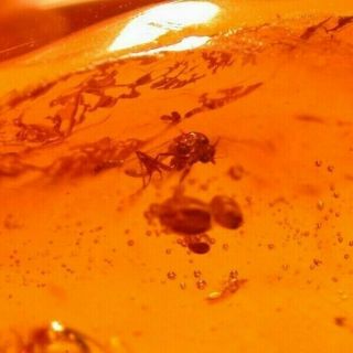 Biting Fly,  2 Wasps In Authentic Dominican Amber Fossil Gemstone