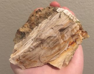 Texas Fossil Petrified Wood Agatized Fossil Wood Tree