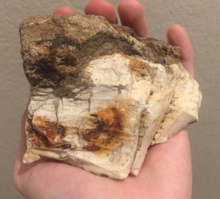 Texas Fossil Petrified Wood Agatized Fossil Wood Tree 2