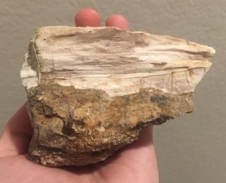 Texas Fossil Petrified Wood Agatized Fossil Wood Tree 3