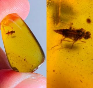 1.  12g Diptera Fly Bug Burmite Myanmar Burmese Amber Insect Fossil Dinosaur Age