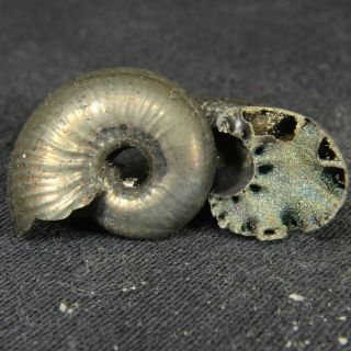 2.  4cm/0.  9in Wow In 2 Parts Pyrite Ammonite Funiferites Jurassic Russian Fossils