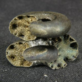 2.  4cm/0.  9in WOW in 2 parts pyrite Ammonite Funiferites Jurassic Russian fossils 2
